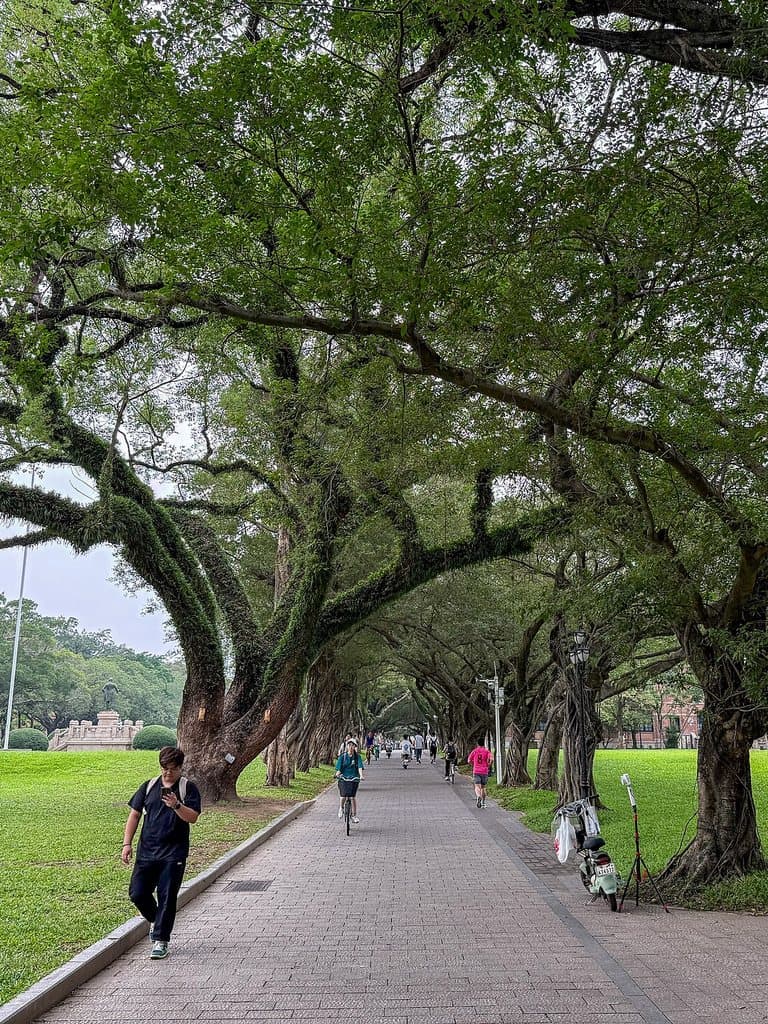 Yixian Road on Sun Yat-sen University's South Campus, under old banyan trees